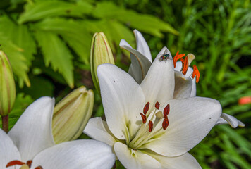 Weiße Lilienblüte geöffnet mit Fliege am Blattrand