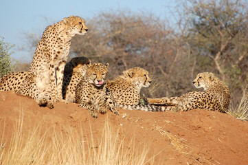 Four Cheetahs, a band of Brothers from Namibia