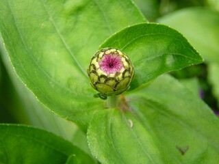 Bouton de fleur, button flower in Giverny, France. A flower, sometimes known as a bloom or blossom, is the reproductive structure found in flowering plants