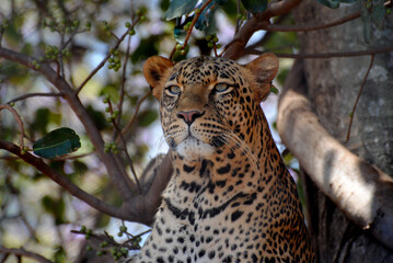 African Leopard in Kenya