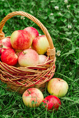 Just picked apples in a wicker basket on green grass in the garden.