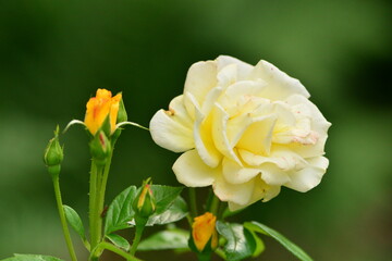 Obraz premium Rose - Blume - Garten
