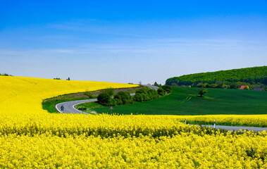 Obraz premium field of rapeseed