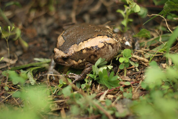 Bullfrog is inflating to intimidate the enemy.