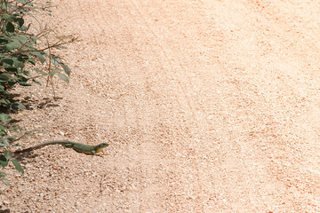 a green lizard crawled to the edge of a sandy road into the sun