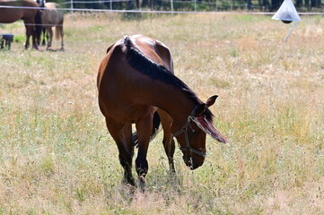 Pferd - Horse