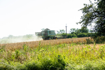 Fototapeta na wymiar Harvesting of grain crops with a combine Ukraine