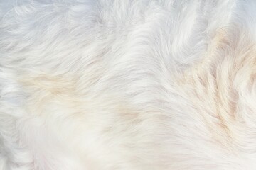 Abstract close-up white fur texture texture background