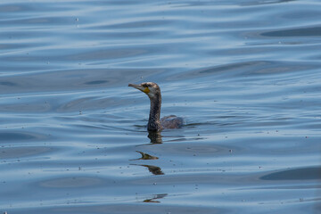 Phalacrocorax carbo sit on the water in river.
Great cormorant sit on lake, spring and summer scene
