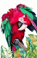 Watercolor illustration of a large parrot with colorful red and green wings preening its feathers with its beak