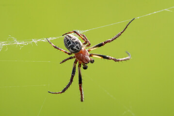 Spider on the web
