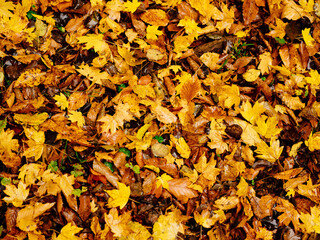 Autumn leaves on the ground top view forest nature