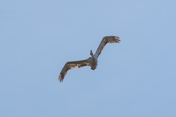 Pelecanus crispus fly in the sky in spring scene
Dalmatian pelican in summer scene