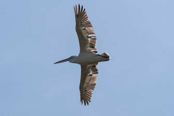Pelecanus crispus fly in the sky in spring scene
Dalmatian pelican in summer scene