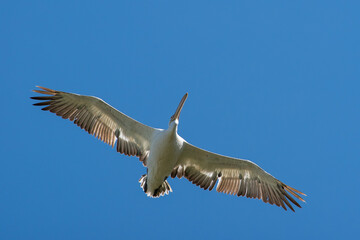 Pelecanus crispus fly in the sky in spring scene
Dalmatian pelican in summer scene