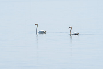 Cygnus olor sit on the water in river.
Mute swan sit on lake, spring and summer scene