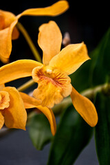 Yellow Orchid Flower Flowering Plant