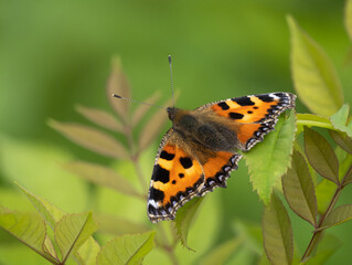 Small Tortoiseshell Butterfly Resting on a Leaf