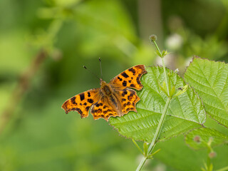 Comma Butterfly resting on a leaf
