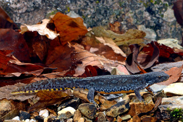 Naklejka premium Alpine newt - male // Bergmolch - Männchen (Ichthyosaura alpestris)