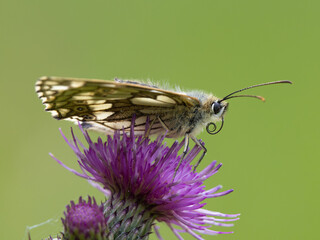 Marbled White Butterfly Feeding on Knapweed