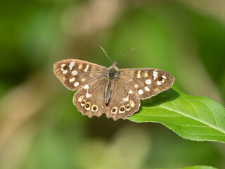Obraz na płótnie Canvas Speckled Wood Butterfly Resting on a leaf