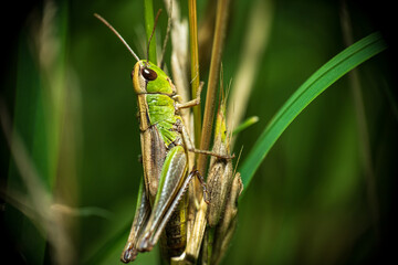 Nahaufnahme eines Grashüpfers auf einer Pflanze