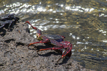 red crab on the beach