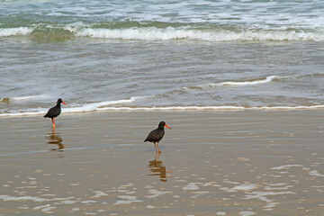Pair of Oystercatchers