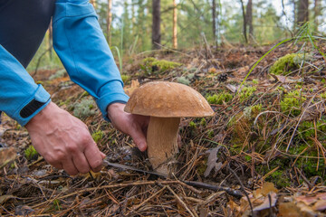 Hobby "mushroom hunting" in the forest.