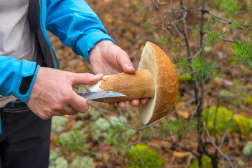 Hobby "mushroom hunting" in the forest.