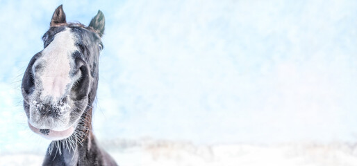Close-up of a horse nostril in front of a winter landscape, wide screen