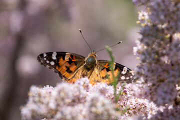 Vanessa cardui sit on the grass, summer and spring scene. 
painted lady butterfly