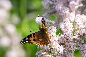 Vanessa cardui sit on the grass, summer and spring scene. 
painted lady butterfly