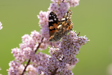 Vanessa cardui sit on the grass, summer and spring scene. 
painted lady butterfly
