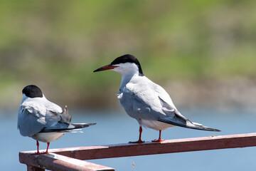 Sterna hirundo sit on the metal in river.
Common tern sit on mirrod lake, spring and summer scene