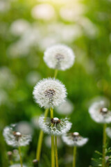 Dandelions on a blurred background
