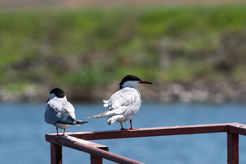 Fototapeta premium Sterna hirundo sit on the metal in river. Common tern sit on mirrod lake, spring and summer scene