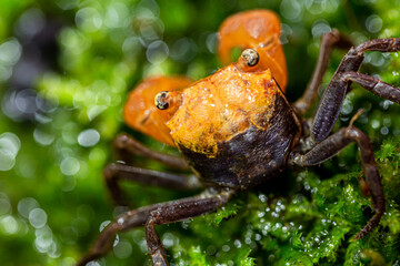 A type of mountain crab is known as a vampire crab
