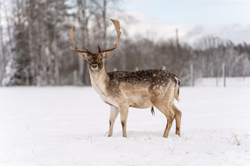 The red deer (Cervus elaphus) outdoor in winter near forest.