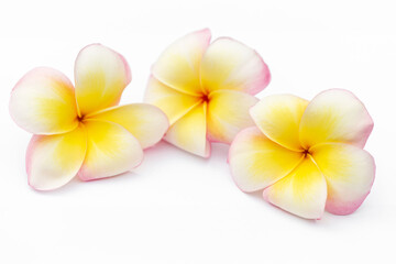 Fototapeta na wymiar Branch of tropical flowers frangipani (plumeria)