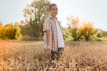 person in a wheat field