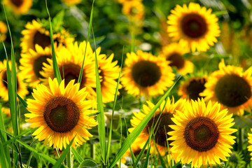 Obraz premium Common sunflower