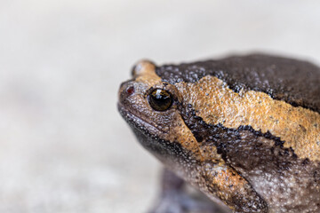 Bullfrog is inflating to intimidate the enemy.
