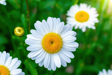 Branch of a tree with white flower