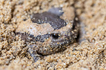 Bullfrog is inflating to intimidate the enemy.
