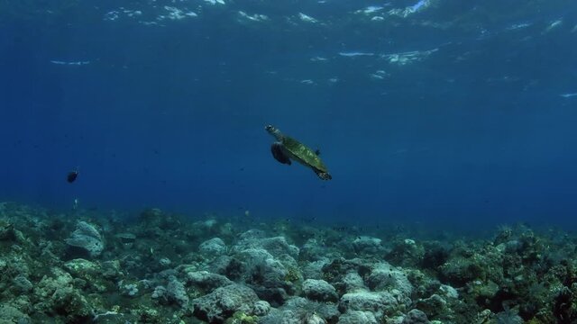 Sea turtle - Hawksbill turtle - Eretmochelys imbricata. Swimming in the ocean. Tulamben, Bali, Indonesia.	