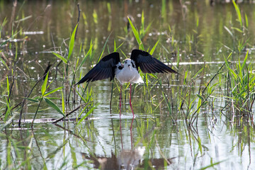 Recurvirostra avosetta walk on salt lake Bolsoi liman.
Family Pied avocet walk in lake, Volgograd region, Russia.
