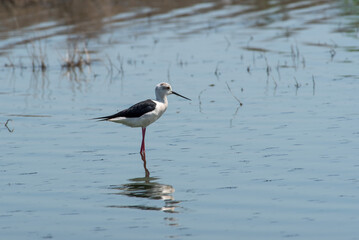 Recurvirostra avosetta walk on salt lake Bolsoi liman.
Family Pied avocet walk in lake, Volgograd...