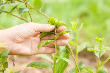 Young adult woman hand showing black bugs on blueberry twig. Parasites attack. Garden problems....